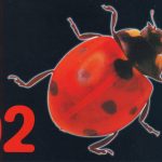 Insect 04 25 a