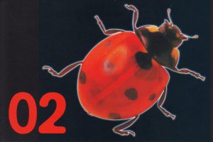 Insect 04 25 a